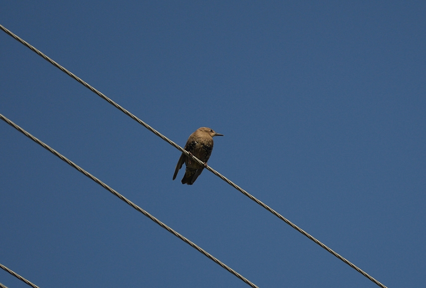 <p>Varnėnas (ang. <em>Starling</em>)</p>

