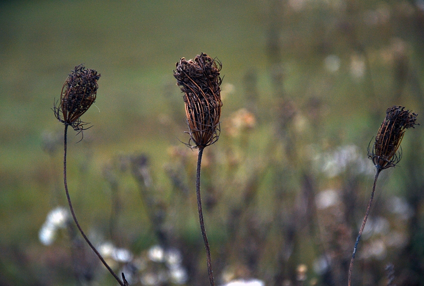 <p>Rudens šokėjos</p>
