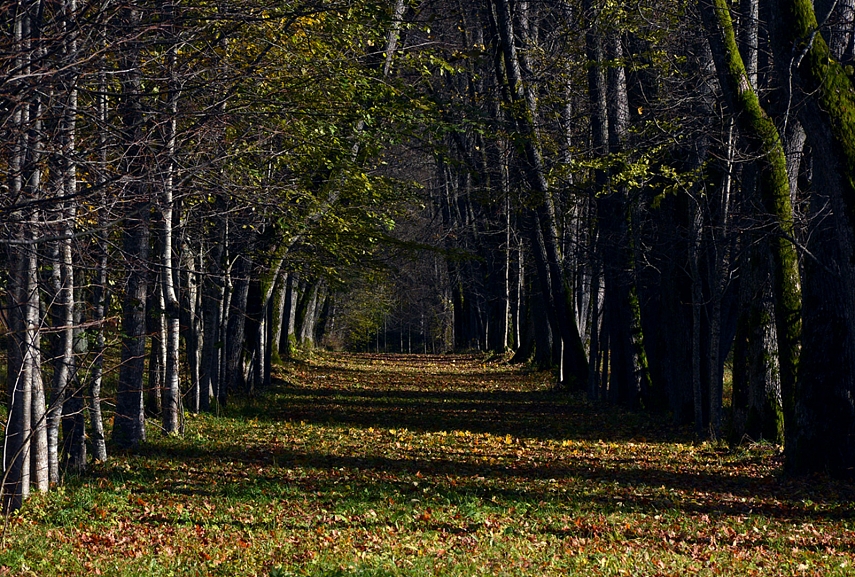 <p>Rietavo parko alėja</p>
