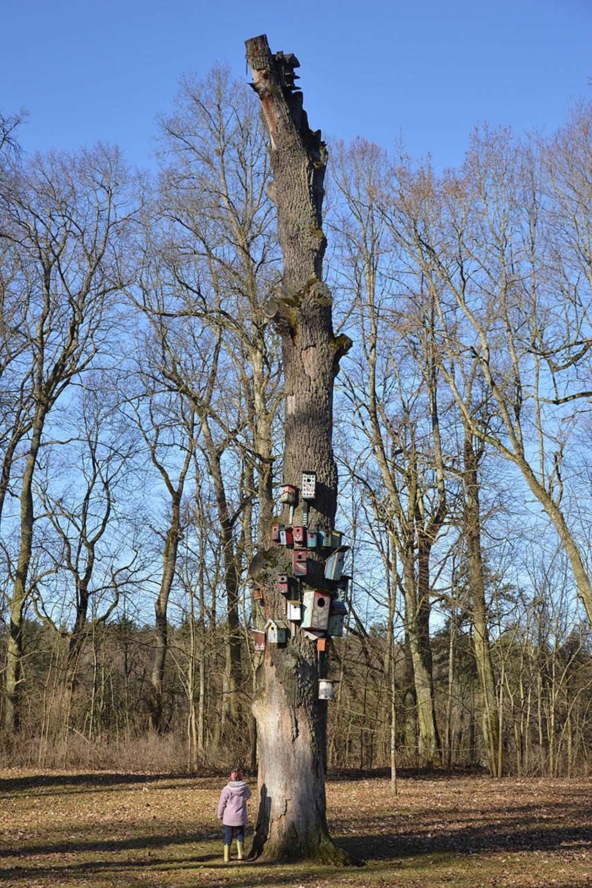 <p>Koks Verkių parkas be inkilų medžio... Keista tik, kad tuose inkiluose niekas neapsigyveno. Turbūt paukščiai vengia tokių daugiabučių.</p>
