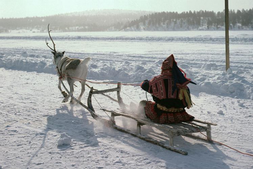 <p>Elnių (o kitur ir šunų) tempiamos rogės šiauriniuose kraštuose</p>
