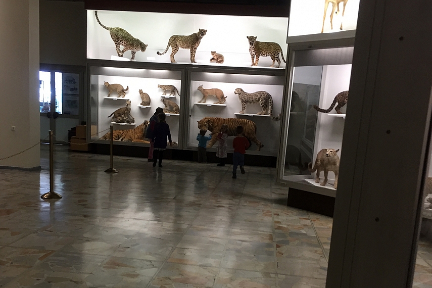 <p>Tigrai, lūšys, jaguarai, leopardai ir kiti plėšrūnai.</p>
